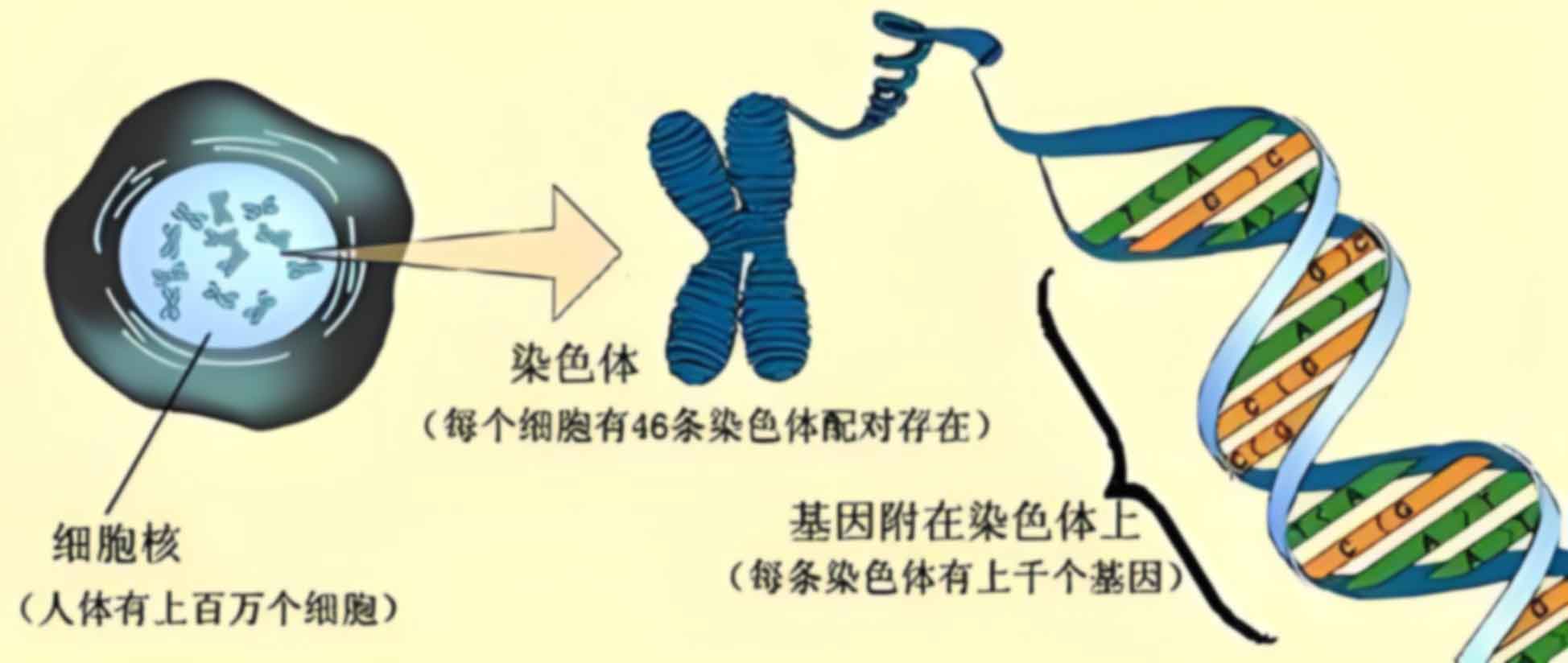 重庆渝中区做亲子鉴定的流程是什么